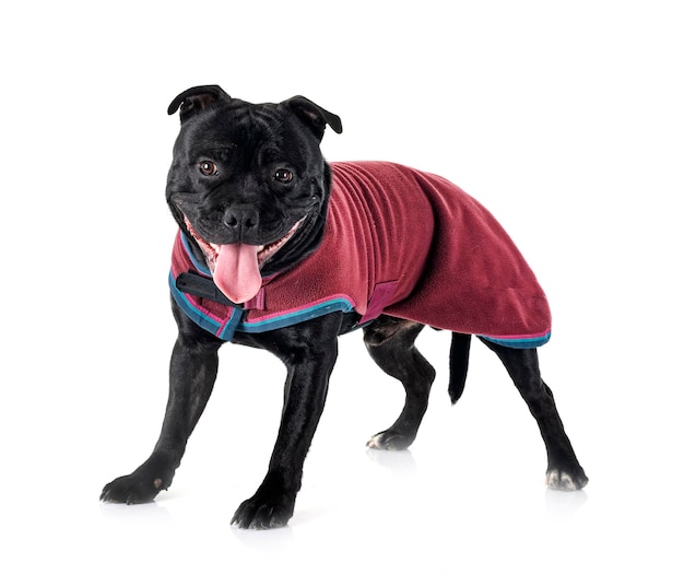 Staffordshire bull terrier in front of white background