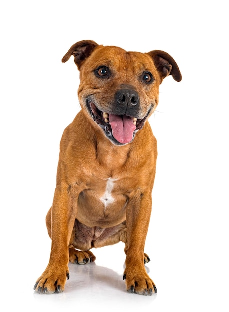 Staffordshire bull terrier in front of white background