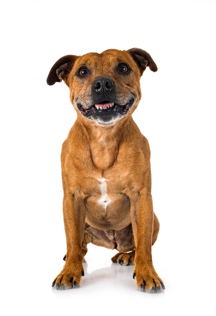 Staffordshire bull terrier in front of white background