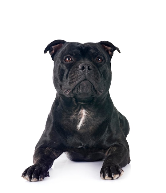 staffordshire bull terrier in front of white background