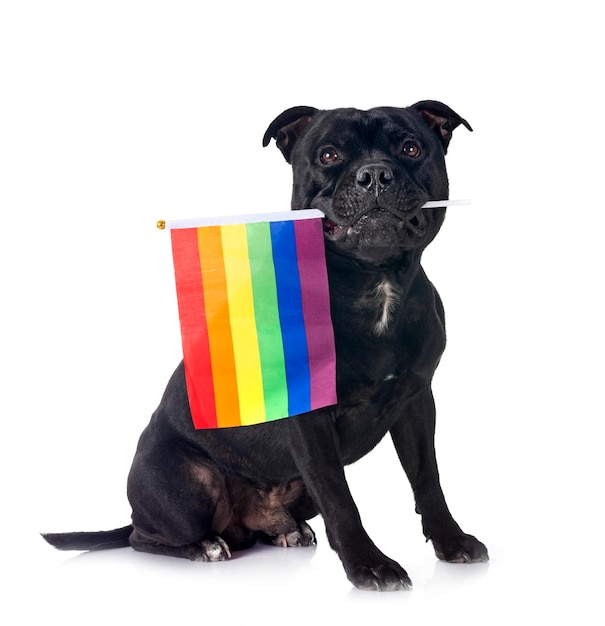 staffordshire bull terrier in front of white background