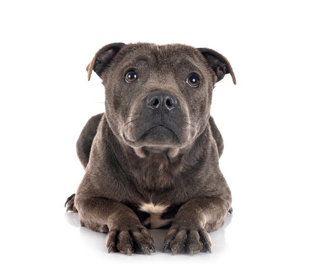 Staffordshire bull terrier geïsoleerd op wit