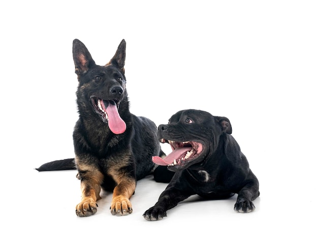 Staffordshire bull terrier and german shepherd