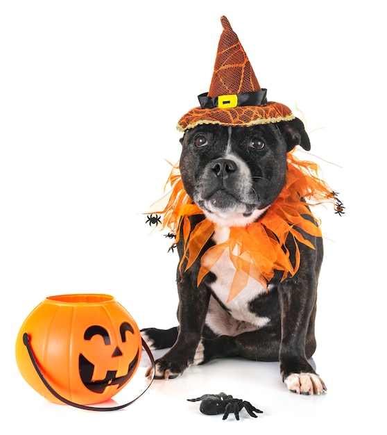 Premium Photo | Staffordshire bull terrier and halloween