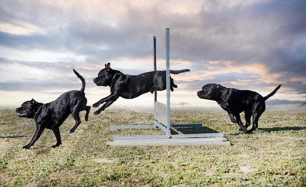 Staffordshire bull terrier jumping