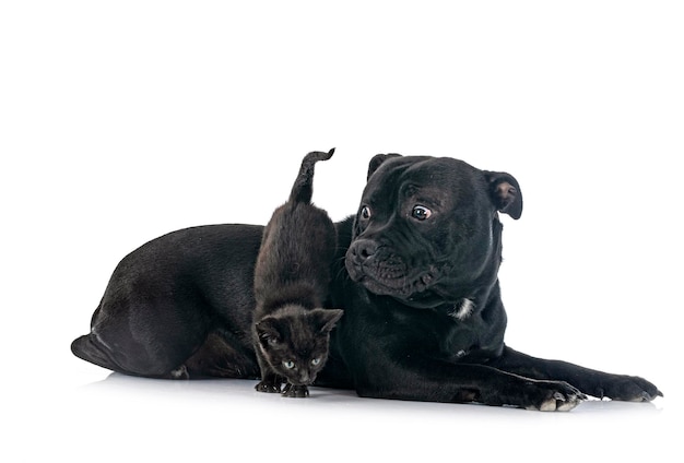 Staffordshire bull terrier and kitten in front of white background