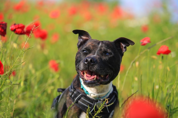 Staffordshire bull terrier op een gebied