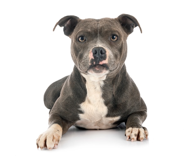 Staffordshire bull terrier op een witte achtergrond