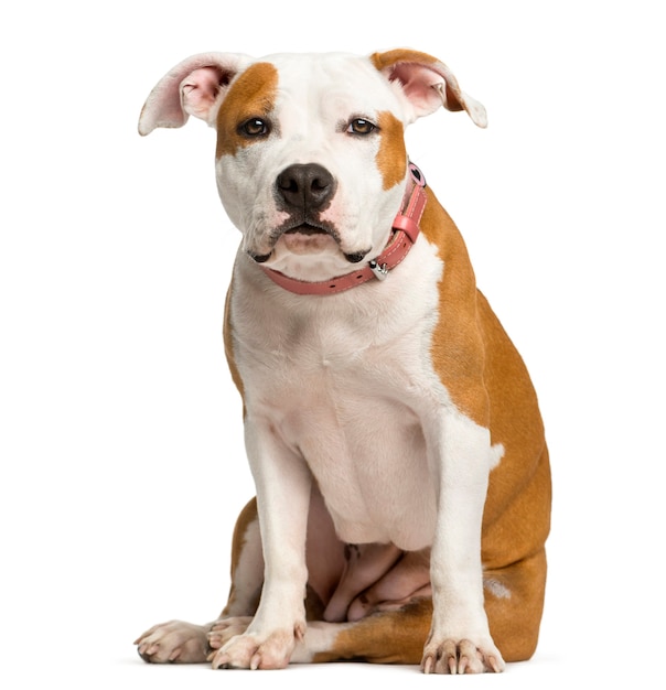 Staffordshire Bull Terrier puppy sitting in front of a white wall