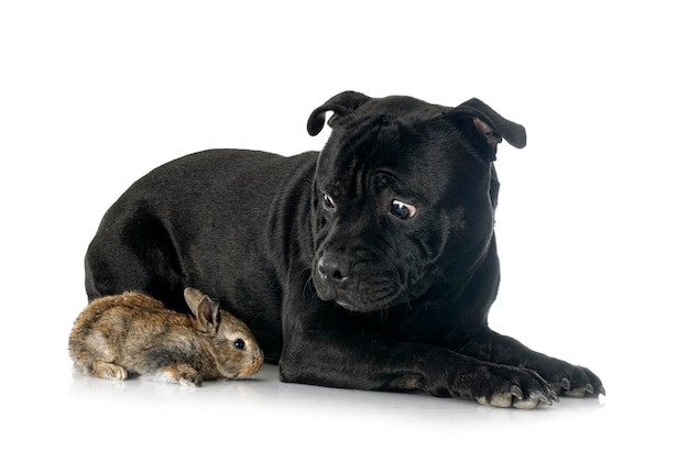 Photo staffordshire bull terrier and rabbit