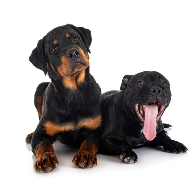 Staffordshire bull terrier and rottweiler in front of white background