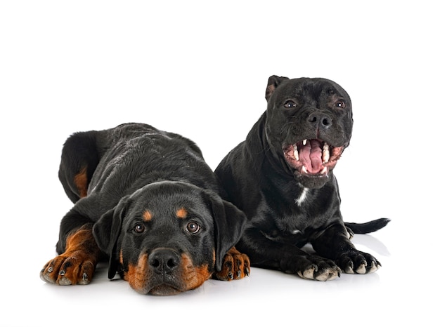 Staffordshire bull terrier and rottweiler in front of white background