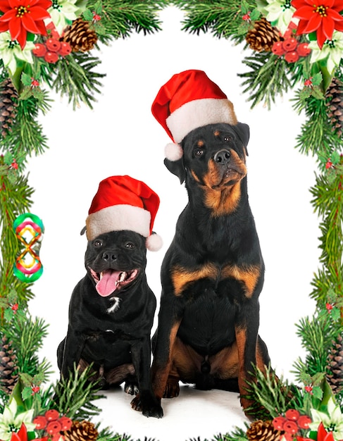 Staffordshire bull terrier and rottweiler in front of white background