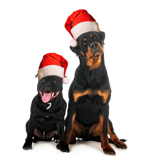 Staffordshire bull terrier and rottweiler