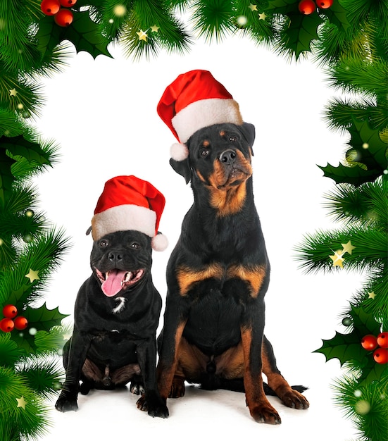 Staffordshire bull terrier and rottweiler