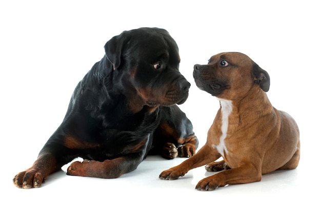 Staffordshire bull terrier and rottweiler