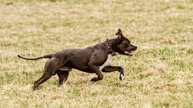 Staffordshire Bull Terrier running in the field