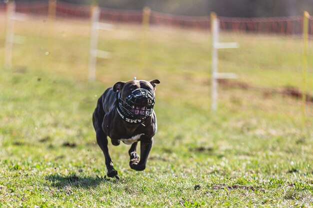 Staffordshire Bull Terrier running straight on camera and chasing coursing lure on green field