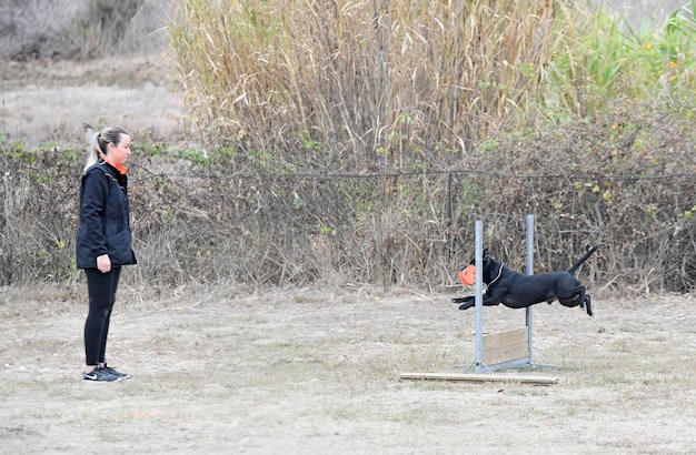 staffordshire bull terrier training for obedience discipline