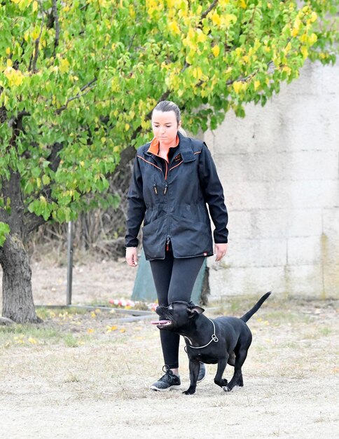 Staffordshire bull terrier training voor gehoorzaamheid discipline