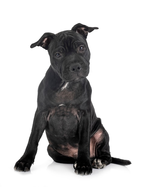 Staffordshire bull terrier voor witte achtergrond