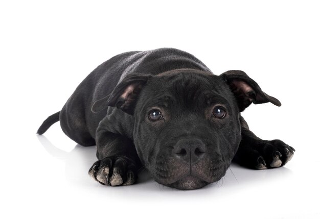 Staffordshire bull terrier voor witte achtergrond