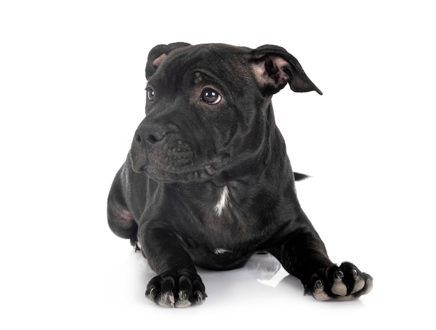 Staffordshire bull terrier voor witte achtergrond