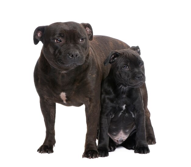 Staffordshire Bull Terrier