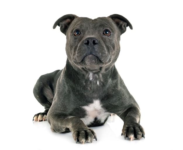 Staffordshire bull terrier