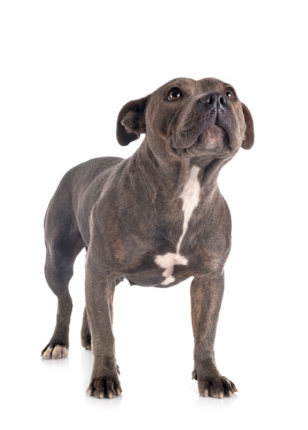 Staffordshire bull terrier