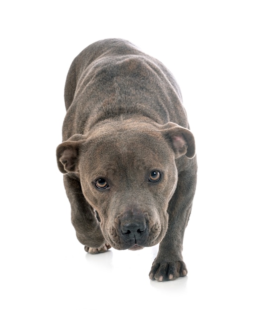 Staffordshire bull terrier