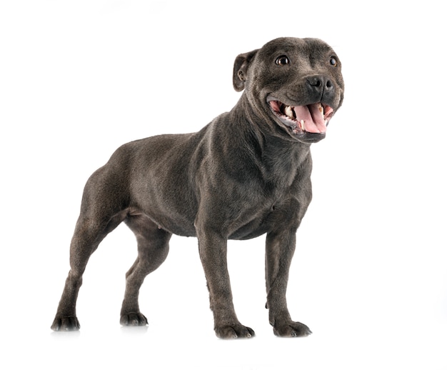 Staffordshire bull terrier