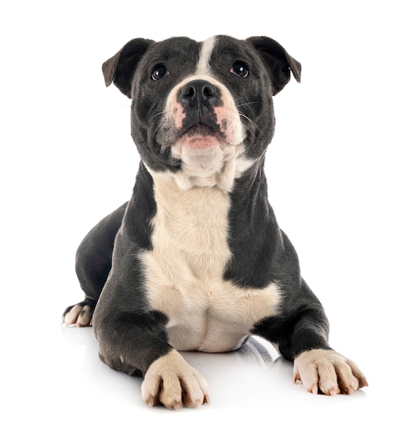 Staffordshire bull terrier