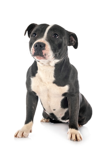 Staffordshire Bull Terrier