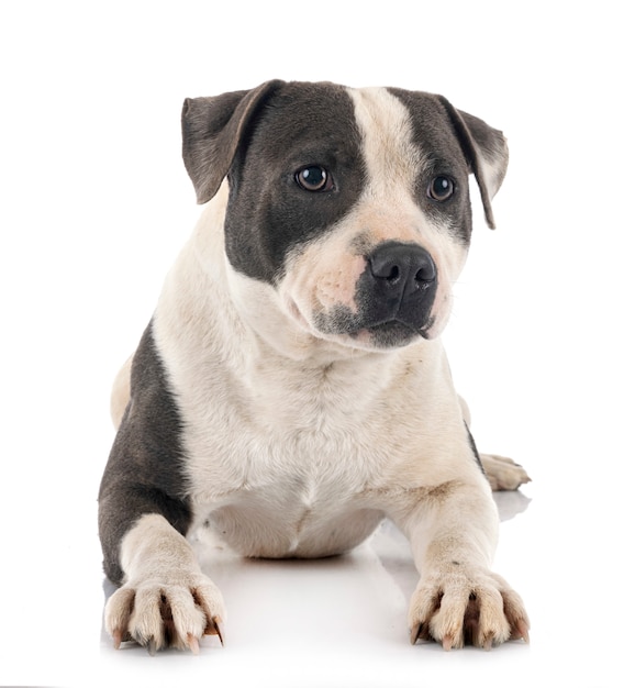 Staffordshire bull terrier