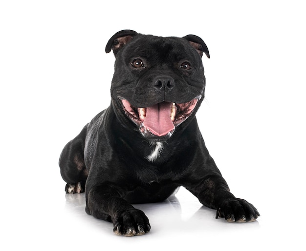 Staffordshire bull terrier