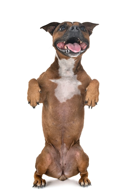 staffordshire bull terrier