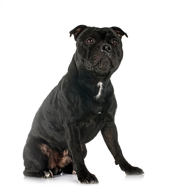 Staffordshire bull terrier