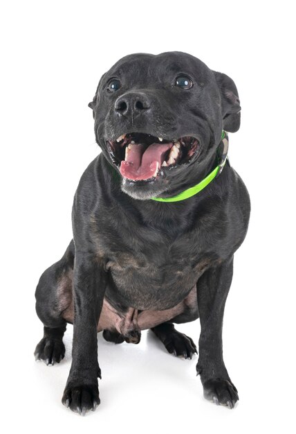 staffordshire bull terrier