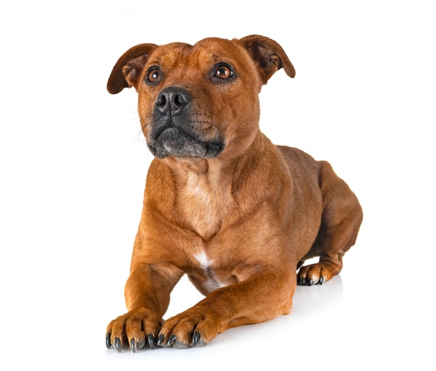 staffordshire bull terrier