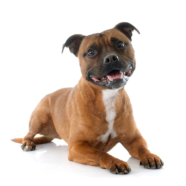 Staffordshire bull terrier