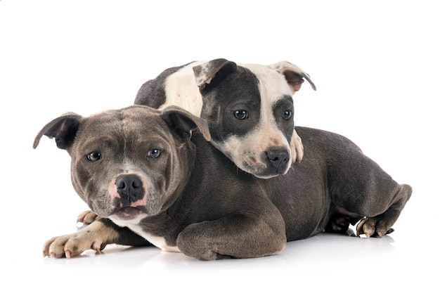 Staffordshire bull terriers sitting on each other