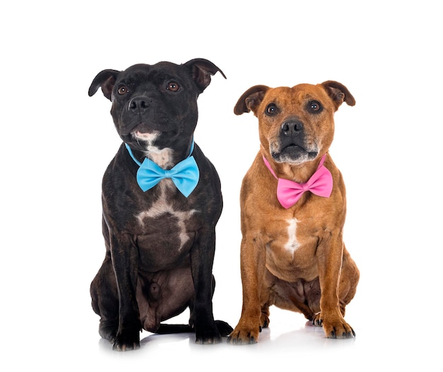 Staffordshire bull terriers voor witte achtergrond