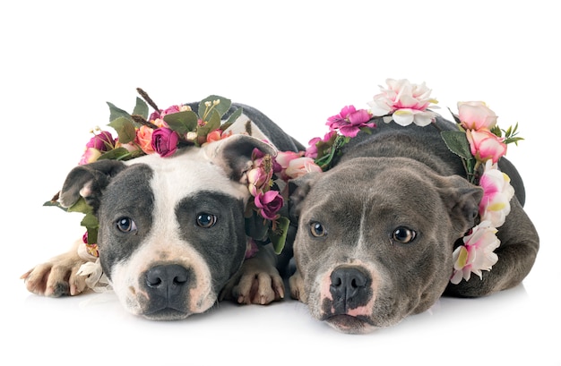 Staffordshire bull terriers with floral collar