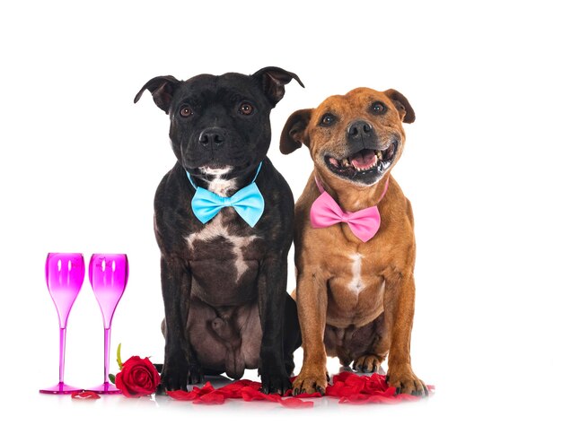staffordshire bull terriers