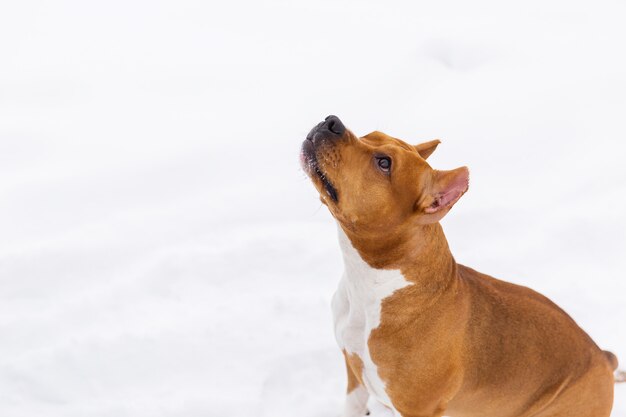 Staffordshire terriër. bruine bedekkingshondzitting op de sneeuw