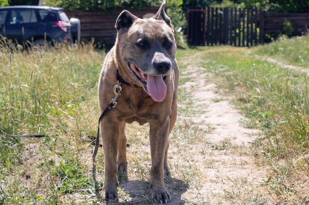 Staffordshire Terrier dog walking in the woods close up