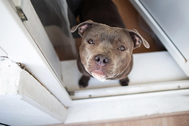 Staffordshire terrier standing on doorstep and looking up at camera