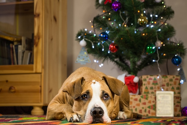 Staffordshire terriërhond die op tapijt in dront van kerstmisboom liggen