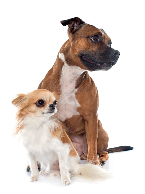 stafforshire bull terrier